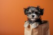 Funny cute black Maltese puppy dog with paper bags on peach fuzz wall or paper background. Pet for shopping advertising concept