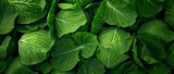 Fototapeta  - Verdant vitality: A lush tapestry of cabbage leaves showcases nature's intricate patterns and vivid greens