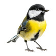 The Great tit (Parus major, male in breeding plumage) is shown in close-up in the statics and dynamics of body movements