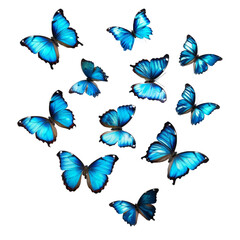 Aufkleber - blue tropical butterflies