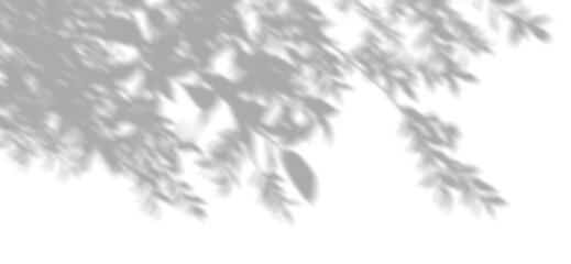 Wall Mural - shadow leaves move on transparent backgrounds 3d rendering png