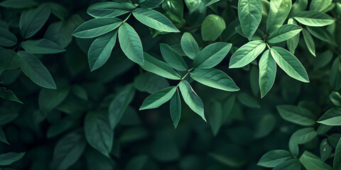  Background with green plant leaves.