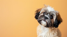 Adorable Shih Tzu Puppy With Curious Questioning Face Isolated On Light Orange Background With Copy Space.