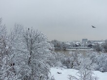 Snow-covered Banks And Trees Near The Kuban River (Krasnodar, Southern Russia), Free Of Ice Due To Mild Frosts, On A Cloudy Day In January
