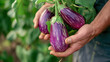 eggplant in hand