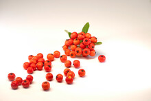 Isolated Red Firethorn Berries On A White Background.