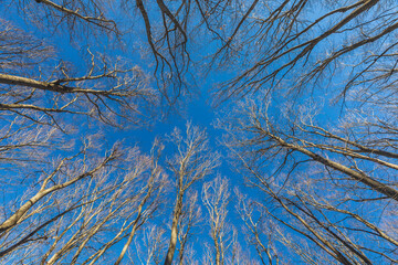 Bare trees in the forest against the blue sky