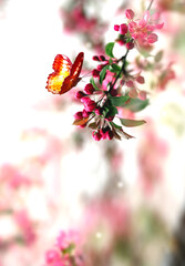 Wall Mural - flowering branches and petals on a blurred background with butterfly,