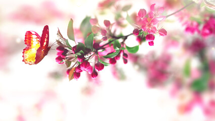 Wall Mural - flowering branches and petals on a blurred background with butterfly,