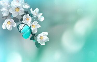 Wall Mural - blossom tree over nature background with butterfly. spring flowers. spring background.