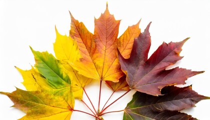 Wall Mural - autumn leaves fan out and form a gradient of color from yellow to red isolated on white
