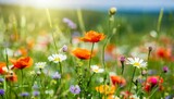 Fototapeta  - colorful spring summer landscape with wild flowers in meadow in nature glow in sun selective focus shallow depth of field