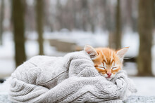 A Cute Kitten Is Sleeping Wrapped In A Warm Knitted Sweater In A Winter Park. Snow Falls. Copy Space. Concept With Pets
