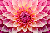 beautiful Dahlia flower shades of vibrant pink and yellow