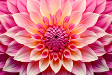 Beautiful Dahlia Flower Shades Of Vibrant Pink And Yellow