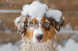 Funny portrait of a cute puppy of red merle australian shepherd showering with shampoo, taking a bath in grooming salon