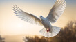 White dove flaying 