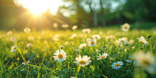 The Blooming Flowers Are Beautiful  The Field Of Colors. Daisy Field On A Clear Day Daisies Come In White And Yellow. And Surrounded By Green Grass  Surrounded By Green Nature And Shining Sun.
