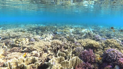 Wall Mural - Underwater coral reef sea landscape. Tropical ocean background