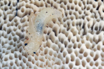 Wall Mural - Tiny Ciidae beetle pupa  found in bracket fungi on island of Mauritius.