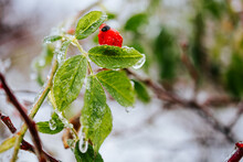 Frosted Rosehip Branch. Green Leaves In Ice. Frozen Rose Hips. Micro Macro Photography