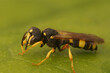 Closeup on the ornate tailed digger wasp, Cerceris rybyensis, a predator of furrow bees sitting on a green leaf