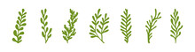 Ocean Plants Marine Green Foliage Vector Set