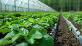Fototapeta Nowy Jork - Greenhouses for young strawberry plants on the field