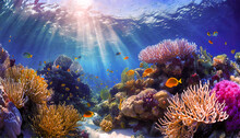 A Saltwater Under Water Sun Deep Creature Exotic Tropic Reef Barrier Coral Tropical Aquatic Diversity Species Animals Diving Below Beneath Underwater Life Marine Sea Fish Blue Ocean Scuba Undersea