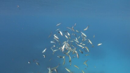 Wall Mural - A school of striated fusilier fish in a blue sea. Red sea