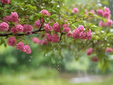 Fototapeta Natura - Flowering tree in a refreshing rain shower in summertime on blurred nature background generative ai