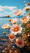 Cosmos flowers on the lake. Floral background. Soft focus.