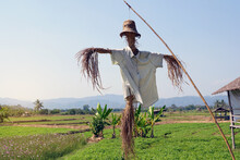 A Scarecrow Is A Figure Made From Rice Straw That Resembles A Person Wearing Farmer's Clothing. For Fooling The Crows Who Come To Eat The Crops In The Fields To Be Afraid That They Won't Eat The Produ
