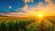 Closeup of a sunset beauty over corn field with blue sky and clouds landscape, agricultural background