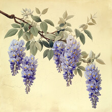 Beautiful Romantic Blue-purple Flower Clusters Of Wisteria Or Glycine Hanging From A Branch, Botanical Illustration In Vintage Style
