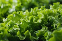 Close Up Of Fresh Leaves Of Lettuce