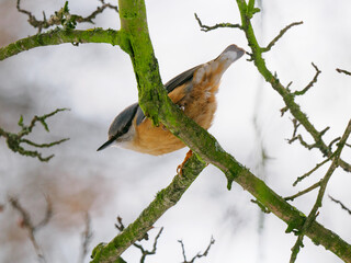 Sticker - The Eurasian nuthatch (Sitta europaea). sitting on a tree branch