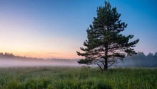 Pine Tree In A Clearing In The Evening Fog