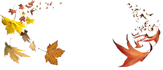 Wall Mural - leaf leaves falling fall autumn backgorund isolated - 3d rendering
