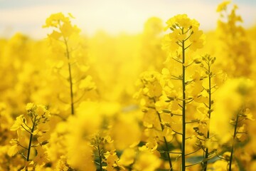 Agricultural field with rapeseed plants, rape blossoms in the field, closeup photo, spring landscape, brassica napus, yellow canola field.