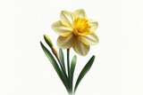 Fototapeta Tulipany - Daffodil flower isolated on solid white background. ai generative