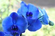 Orchidée bleue 3