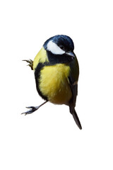 Wall Mural - Great tit bird isolated ( Parus major )