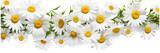Fototapeta  - Bright chamomile daisy flower bud and stems pattern on white background. Aesthetic summer flower texture on a transparent background 