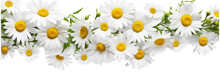 Bright Chamomile Daisy Flower Bud And Stems Pattern On White Background. Aesthetic Summer Flower Texture On A Transparent Background 