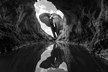 Image Of An Elephant At A Waterhole. Eye Level View From A Underground Hide. Black And White Image With Space For Text