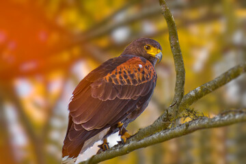 Wall Mural - a harris's hawk (parabuteo unicinctus) in long island, new york.