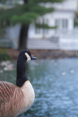 Wall Mural - canadian geese by the pond