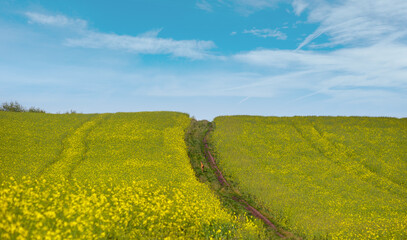 Wall Mural - small young deer on dirty road through spring rapeseed yellow blooming fields. natural seasonal, goo
