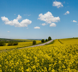 Wall Mural - spring rapeseed yellow blooming fields